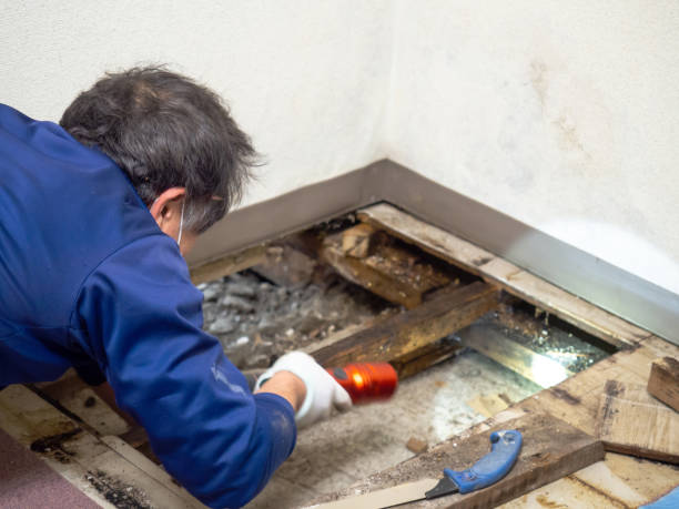 Professional Mold Removal in Douglass Hills, KY
