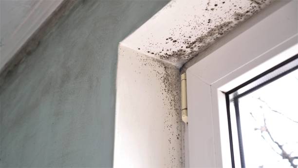 Best Residential Mold Removal  in Douglass Hills, KY