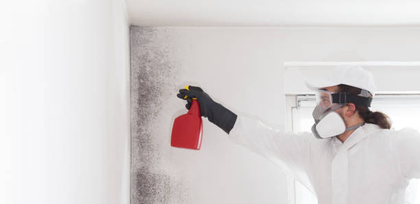 Best Certified Mold Removal  in Douglass Hills, KY