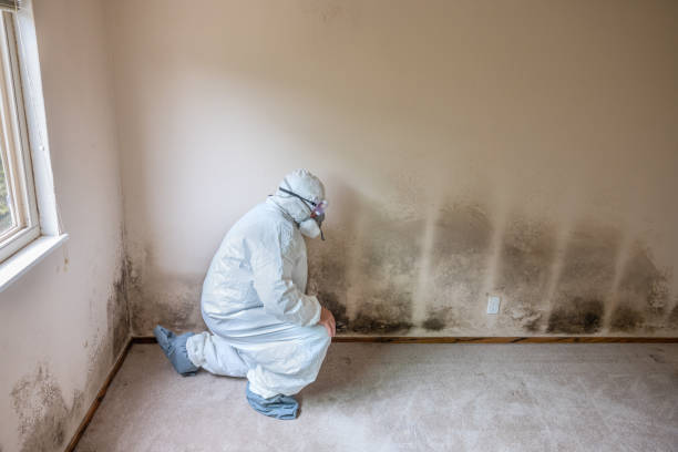 Best Local Mold Removal Service  in Douglass Hills, KY