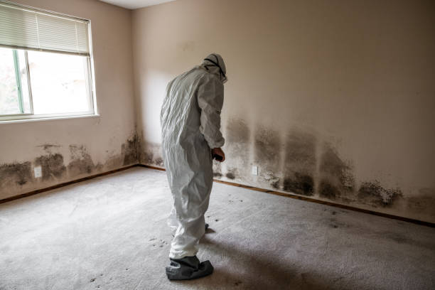 Best Emergency Mold Removal  in Douglass Hills, KY