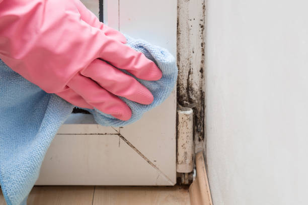 Best Mold Remediation Services  in Douglass Hills, KY